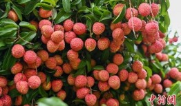 荔枝在线观看,畅享视听盛宴，尽在指尖之间