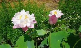 娱乐吃瓜君白莲花,娱乐吃瓜君的甜蜜诱惑