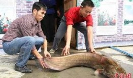 韩国鲶鱼爆料视频大全集,揭秘娱乐圈幕后真相