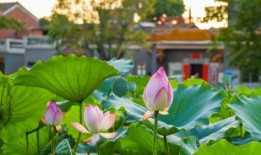 娱乐吃瓜君白莲花,娱乐吃瓜君的甜蜜诱惑