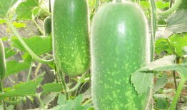 天津宝坻大瓜爆料视频,惊人内幕曝光