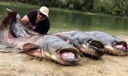 韩国鲶鱼爆料视频大全集,揭秘娱乐圈幕后真相