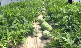 邵阳最新吃瓜爆料视频,揭秘神秘事件真相！