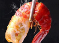 小龙虾冻虾爆料视频大全,视频大全带你探秘美食背后的秘密