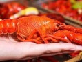 厦门龙虾爆料视频最新版,揭秘海鲜市场惊人内幕！
