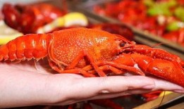 厦门龙虾爆料视频最新版,揭秘海鲜市场惊人内幕！