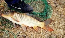 最新钓鱼爆料配方,独家爆料配方大公开！