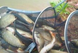 最新钓鱼爆料配方,独家爆料配方大公开！