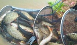 最新钓鱼爆料配方,独家爆料配方大公开！