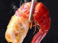 小龙虾冻虾爆料视频大全,视频大全带你探秘美食背后的秘密