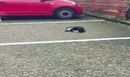 霸姐占车位爆料视频大全,盘点热门爆料视频大全