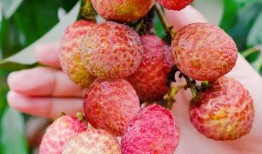 荔枝在线观看,畅享视听盛宴，尽在指尖之间