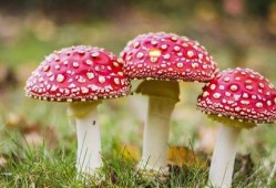 吃瓜爆料黑料蘑菇视频大全下载,吃瓜爆料黑料蘑菇视频大全下载全解析