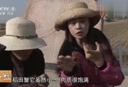 田在线观看,揭秘热门剧集背后的精彩故事